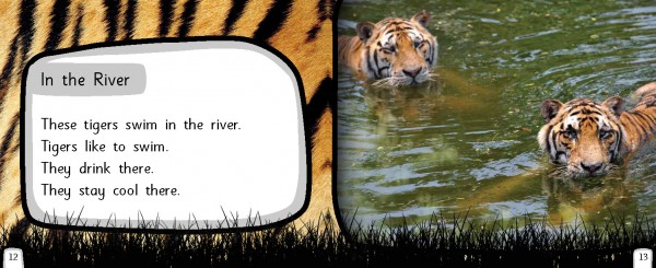 7c Tigers